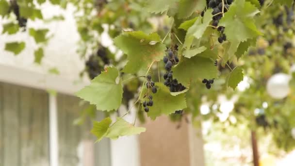 Rama de uvas balanceándose en el viento — Vídeos de Stock