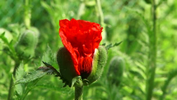 Één Poppy Bud Blossom — Stockvideo