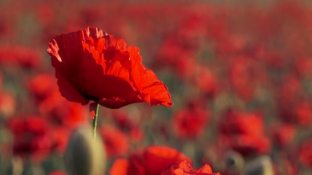 Bellissimo campo papavero ondeggiante sulla brezza — Video Stock