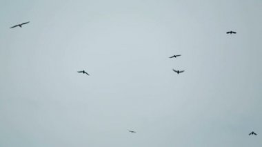Ücretsiz gökyüzünde uçan siyah kuşlar sürüsü