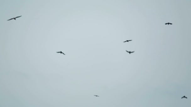 Flock Of Black Birds Flying Free In The Sky — Stock Video