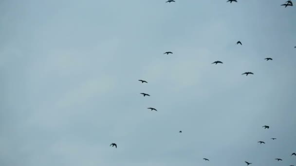 Bandada de aves volando libre en el cielo — Vídeo de stock