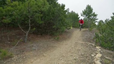 Yazı işleri. İki bisikletçileri yokuş aşağı çam ormanı içinde yarış