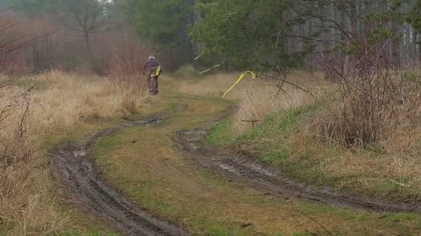 Editoriale. Deux cyclistes se déplacent au loin dans la forêt de pins — Video