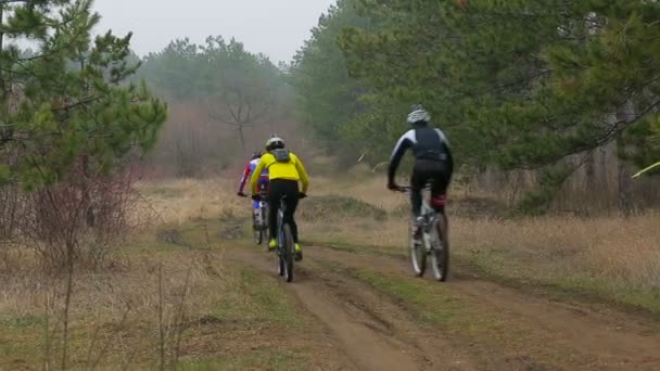 EDITORIAL. Grupo de tres ciclistas moviéndose en la distancia en el bosque de pinos — Vídeos de Stock