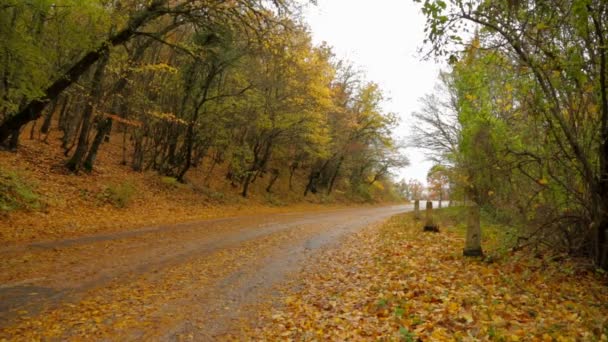 노란 잎으로 뒤덮인 가을숲의 황량한 길 — 비디오