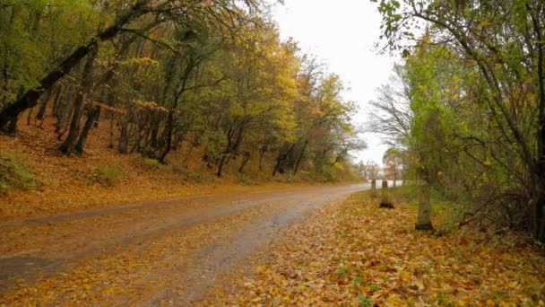 Пустельна дорога восени ліс покритий жовтим листям — стокове відео