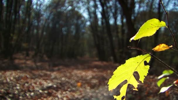 Гілка з зеленими листками, освітленій сонцем у лісі — стокове відео