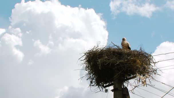 Lonely stork stående i boet bosatte sig på Electric pylon — Stockvideo