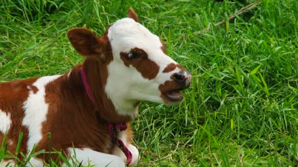 Kauendes weißes und braunes Kalb auf grüner Weide liegend — Stockvideo