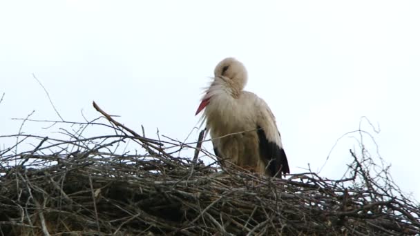 巣の中に立つ孤独なコウノトリ — ストック動画