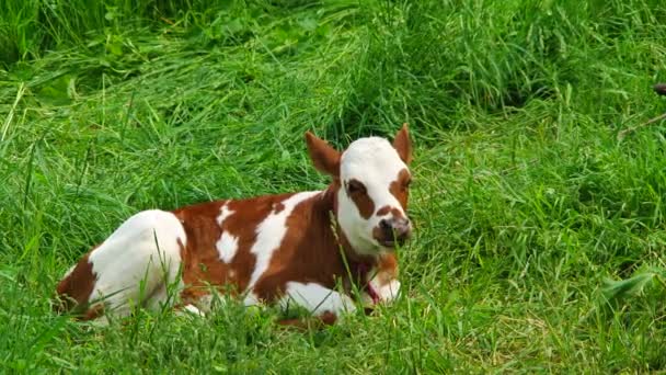 White And Brown Chewing Calf Lying On Green Pasture — Stock video