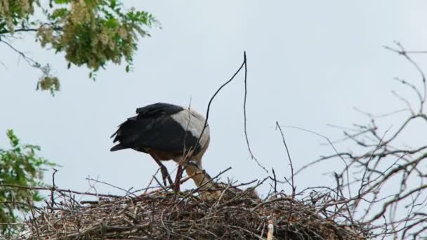 White Stork Eating In The Nest — 图库视频影像