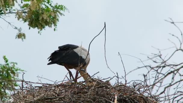 Weißstorch frisst im Nest — Stockvideo