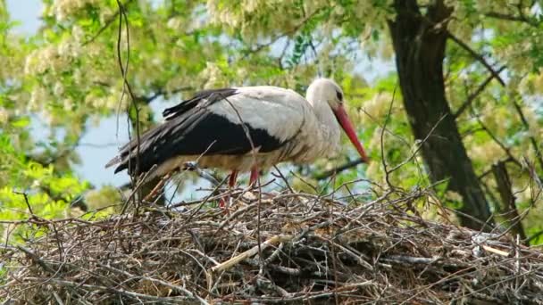 Einsamer Storch putzt sich bei Wind im Nest — Stockvideo