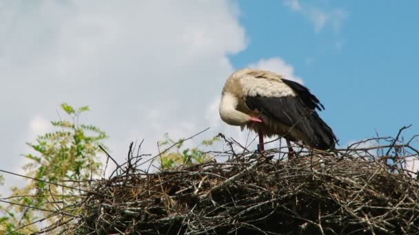 Cigüeña solitaria limpiándose en el nido — Vídeo de stock