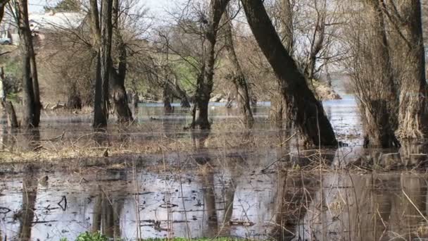 Inundación en la zona del parque en primavera — Vídeo de stock