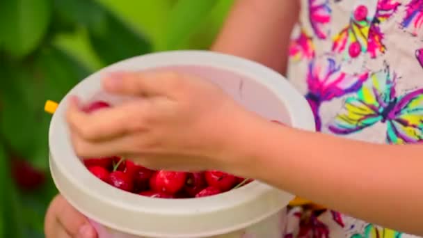 Cubo lleno de cerezas en las manos de las niñas — Vídeo de stock