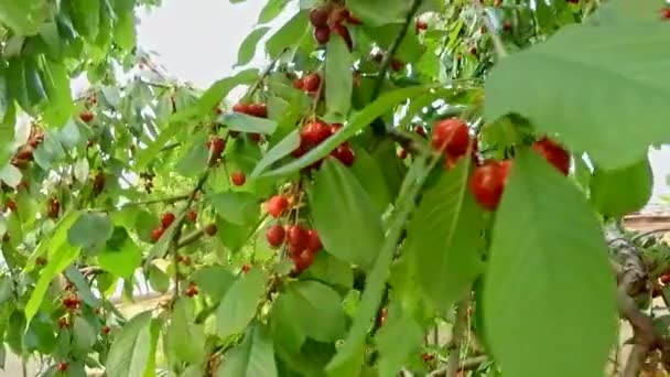 Reife Kirschen hängen an Ästen — Stockvideo