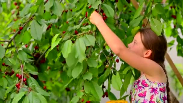 Nettes Mädchen pflückt Kirschen im Garten — Stockvideo