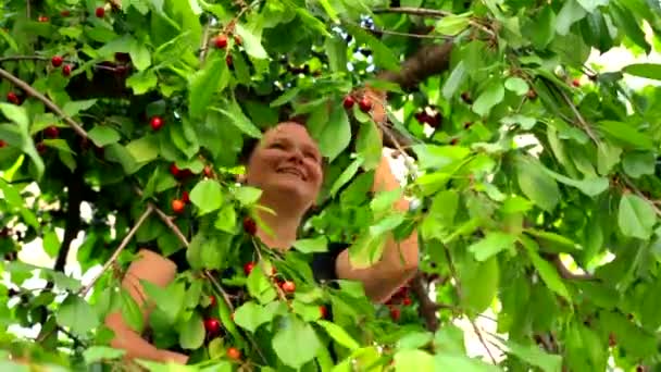 Mulher feliz escolhendo cerejas no jardim — Vídeo de Stock