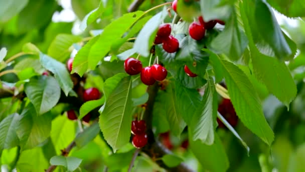 Kersen opknoping op Cherry Tree Branch — Stockvideo
