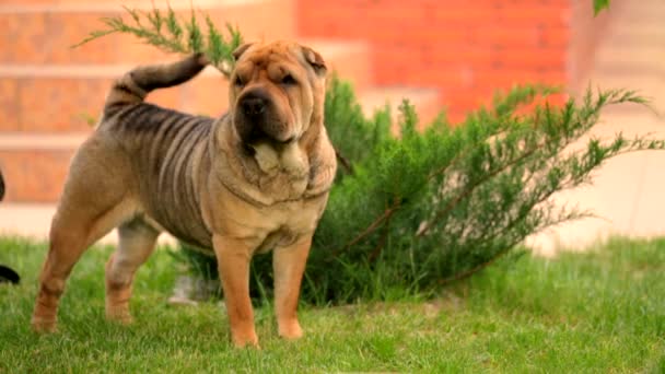 Kecses Shar-Pei, csóválás fejé farok a gyep — Stock videók