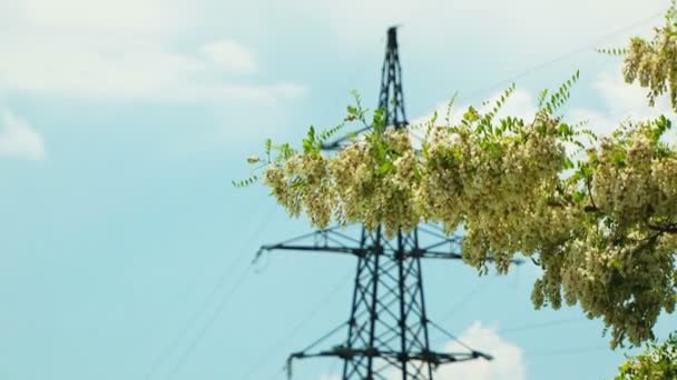 Větve akátu dojat vítr Vs elektrické Pylon — Stock video