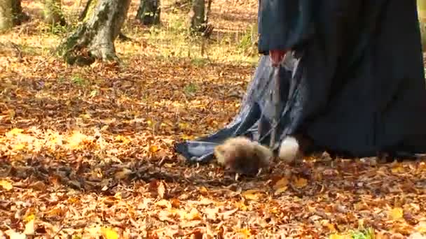 Mulher em preto colocando animal em gaiola na floresta — Vídeo de Stock