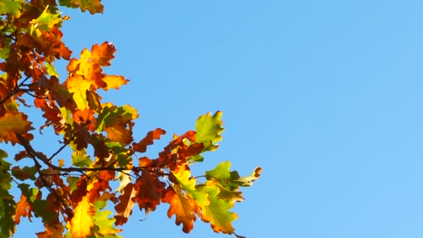 Branch With Autumn Multi-Colored Leaves Hanging On Blue Sky Background — Stock Video