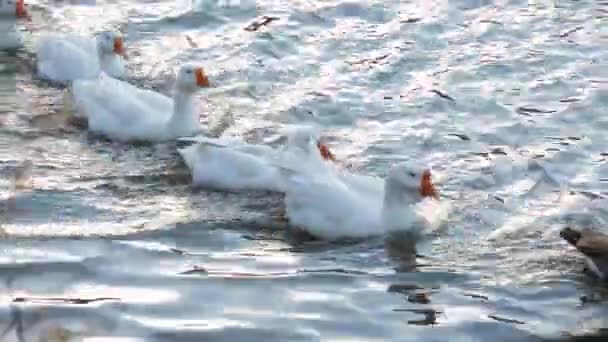 Divertidos patos nadando en el lago en una fila — Vídeo de stock