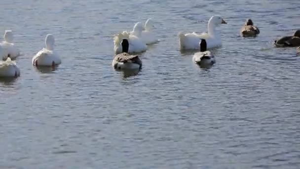 Anatre bianche e brune che nuotano nel lago — Video Stock