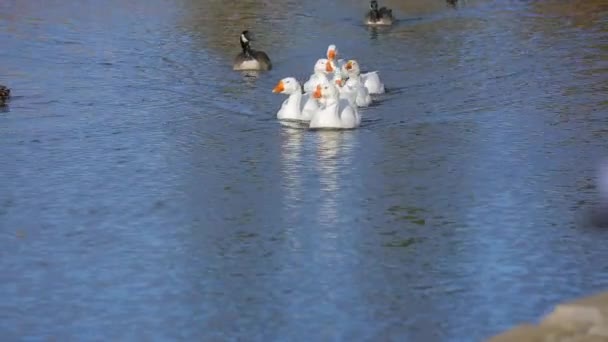 Gruppo di anatre che nuotano nel lago — Video Stock