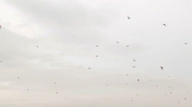 Çok bulutlu gökyüzü uçan kuşlar