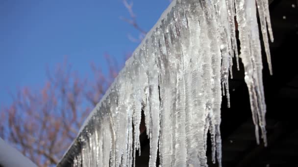 Rad av långa smältande istappar vid Thaw tid — Stockvideo