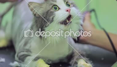 Korkmuş kedi evde beslenen hayvan Kliniği'nde traş