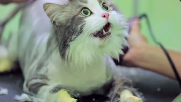 Przestraszony kot jest ogolony klinice zwierząt domowych — Wideo stockowe