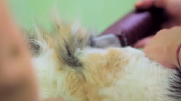 Tierarzt rasiert Katze mit Trimmer — Stockvideo