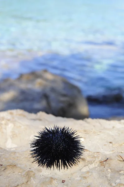 Sea Urchin on the beach — Stock Photo, Image