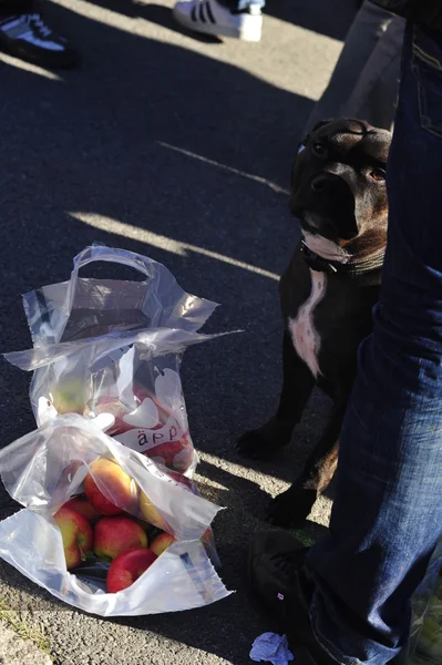 Köpeğin yanına paketleri elma.
