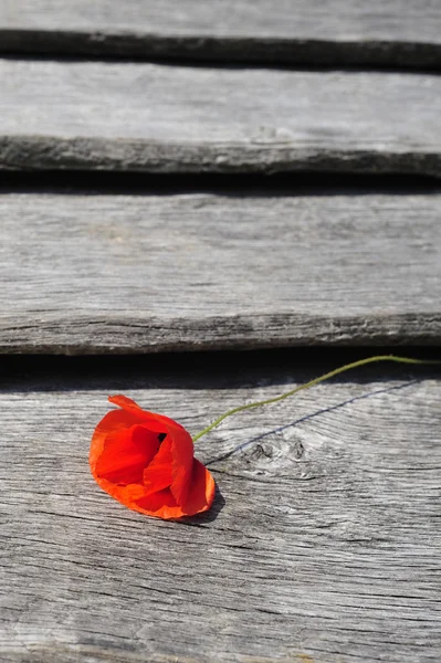 Haşhaş çiçek dikey