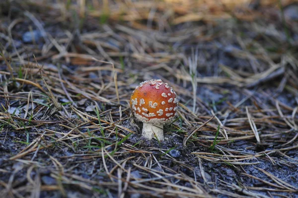 Ormanın içinde bir sinek agaric