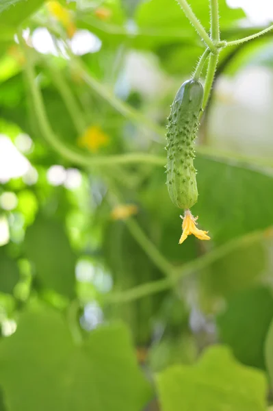 Вирощування невеликий огірки — стокове фото