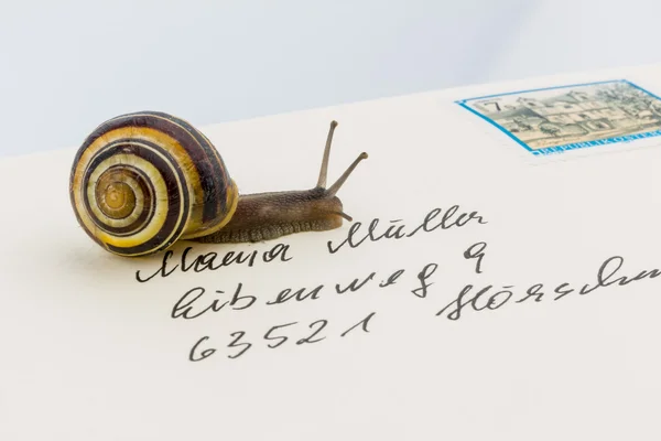 Caracol sobre —  Fotos de Stock