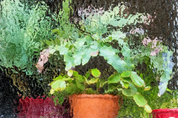 Potted plants in the greenhouse — Stock Photo, Image