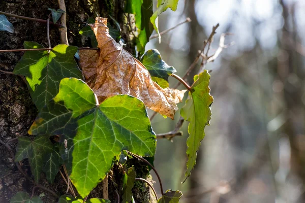 Old and new leaf — Stock Photo, Image