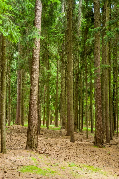 Arbres dans la forêt — Photo