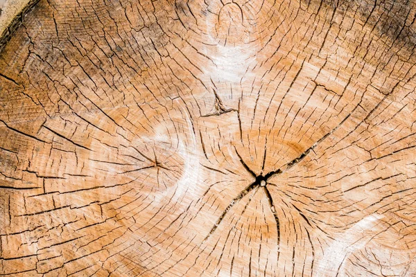 Jahresringe an einem Baumstamm — Stockfoto
