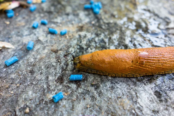 Caracol com pellets de lesma — Fotografia de Stock