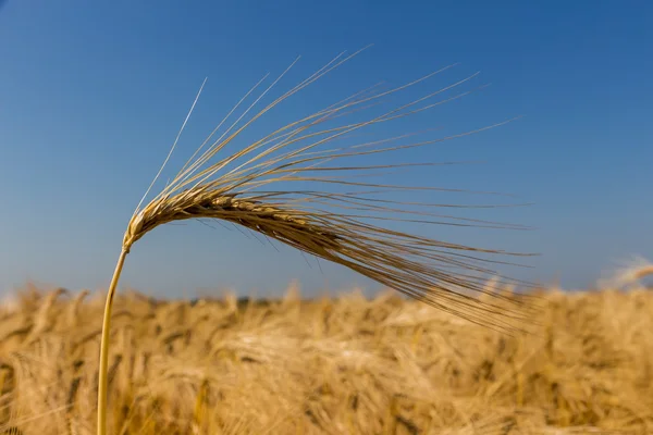 Arpa alanından önce hasat — Stok fotoğraf